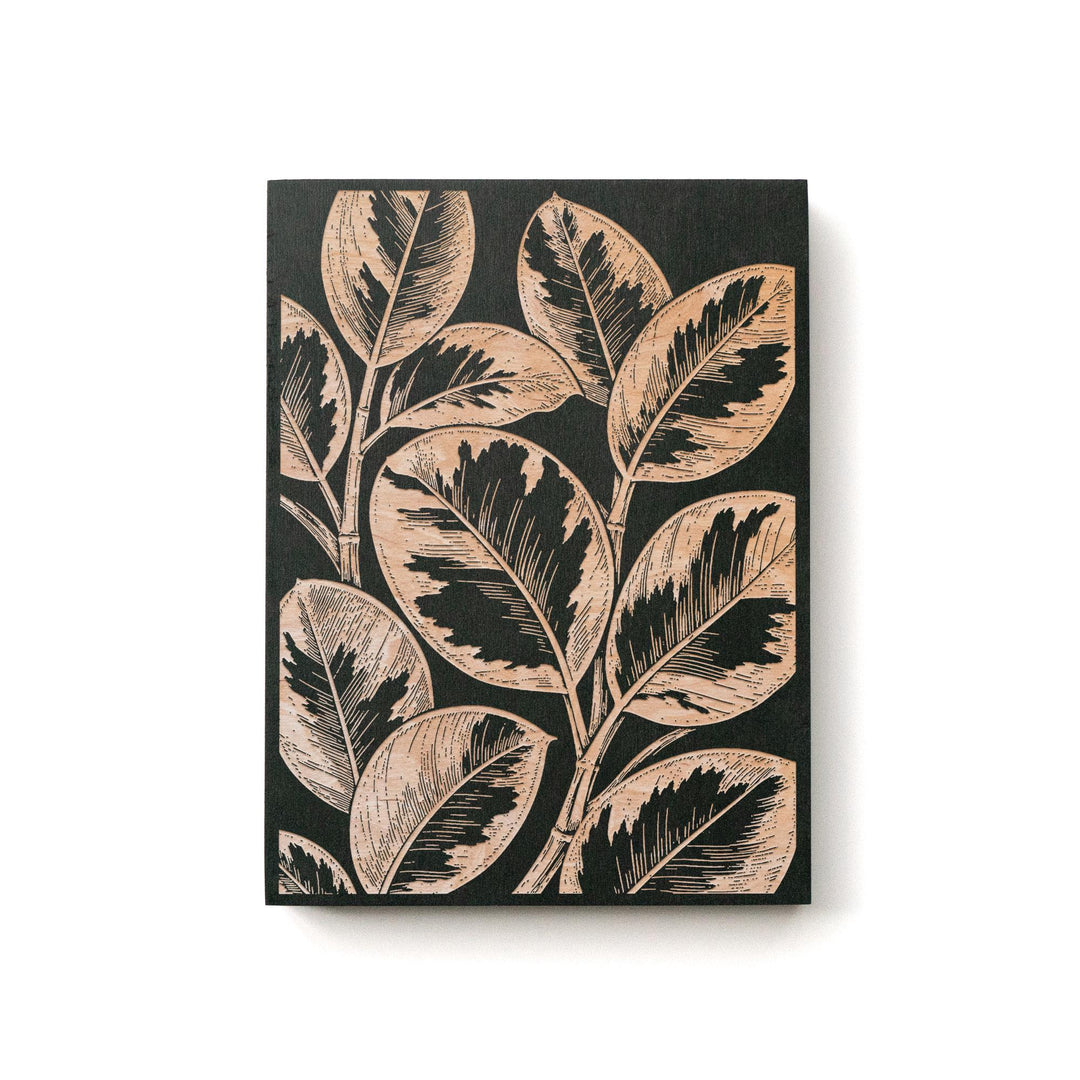 Ficus elastica &