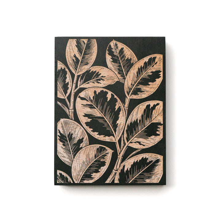 Ficus elastica &