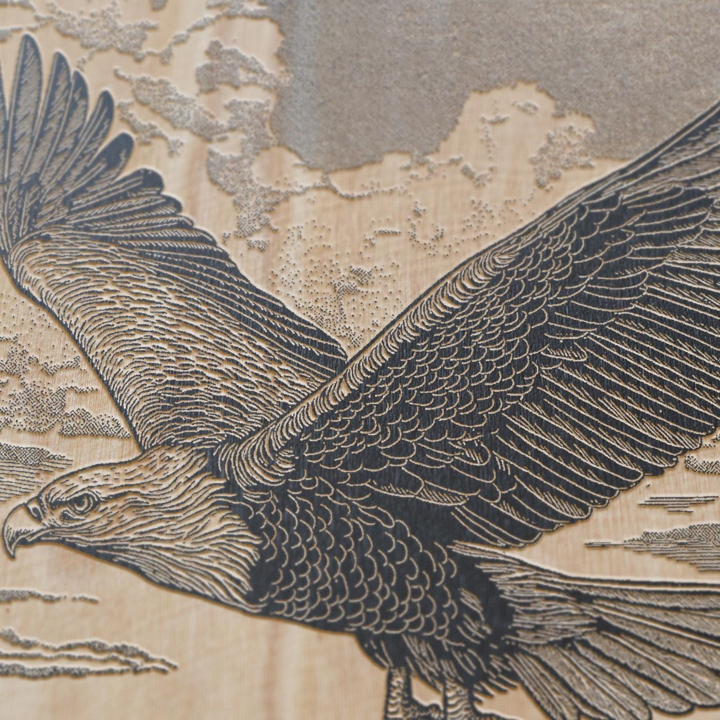 Bald Eagle Engraved Illustration